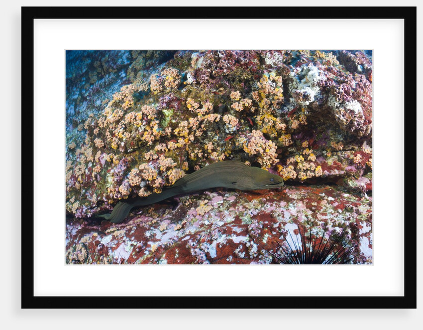 Panamic Green Moray Eel (Gymnothorax castaneus) by Anonymous