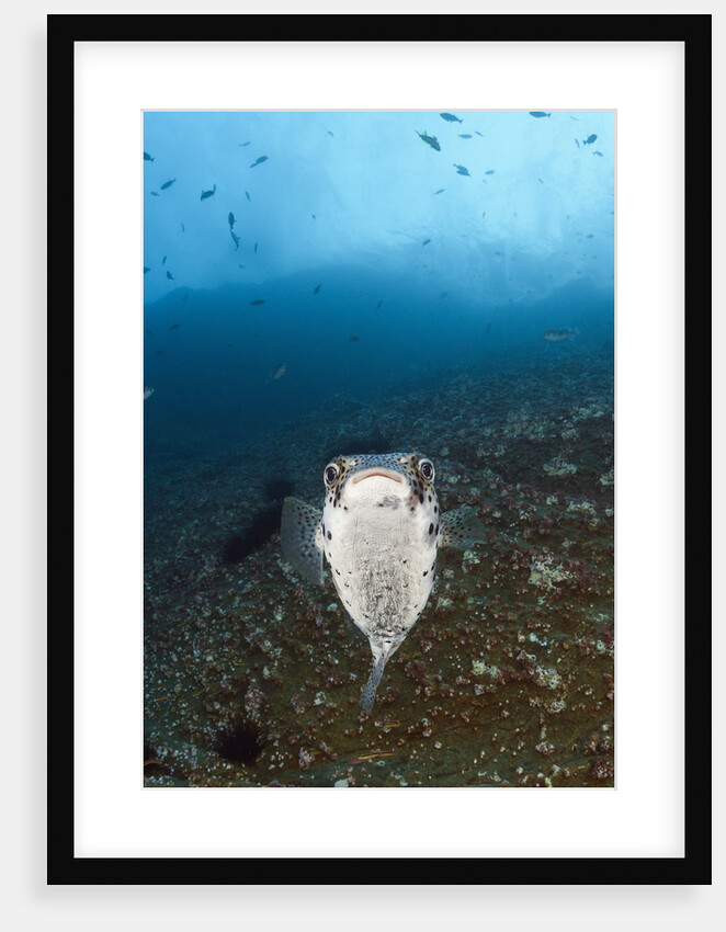 Porcupinefish (Diodon hystrix) by Anonymous