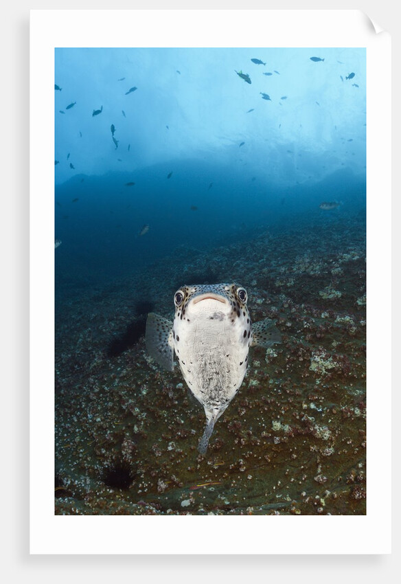 Porcupinefish (Diodon hystrix) by Anonymous