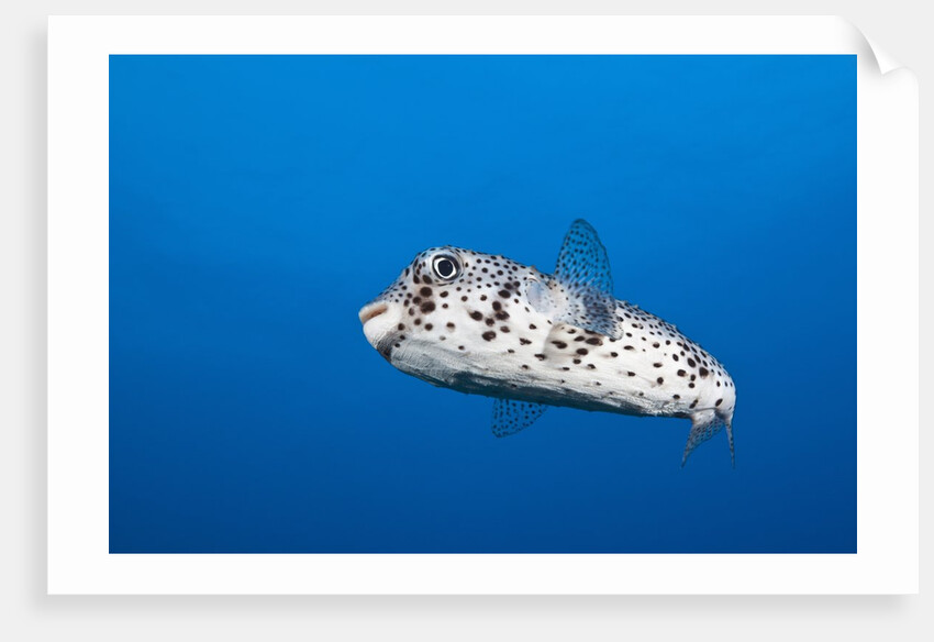 Porcupinefish (Diodon hystrix) by Anonymous