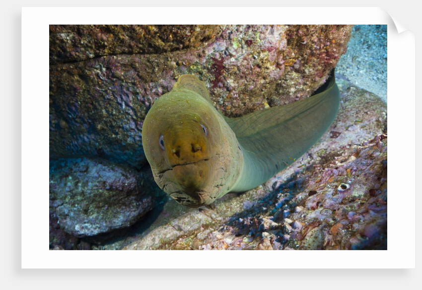 Panamic Green Moray Eel (Gymnothorax castaneus) by Anonymous