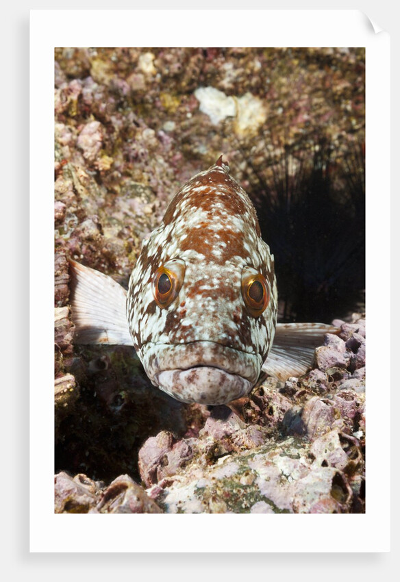 Starry Grouper (Epinephelus labriformis) by Anonymous