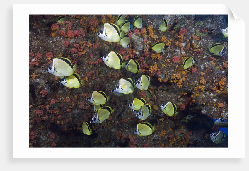 Barberfish school (Johnrandallia nigrirostris) by Anonymous