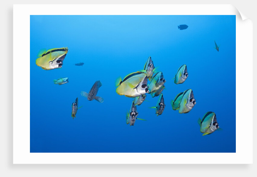 Barberfish school (Johnrandallia nigrirostris) by Anonymous