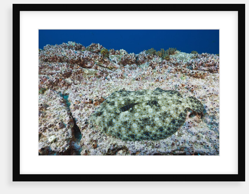 Pacific Leopard Flounder camouflaged (Bothus leopardinus) by Anonymous
