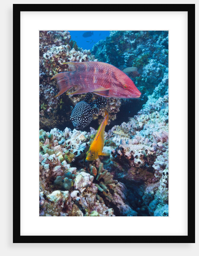 Mexican Hogfish (Bodianus diplotaenia), Clarion Angelfish (Holacanthus clarionensis) and Guineafowl Puffer (Arothron meleagris) by Anonymous