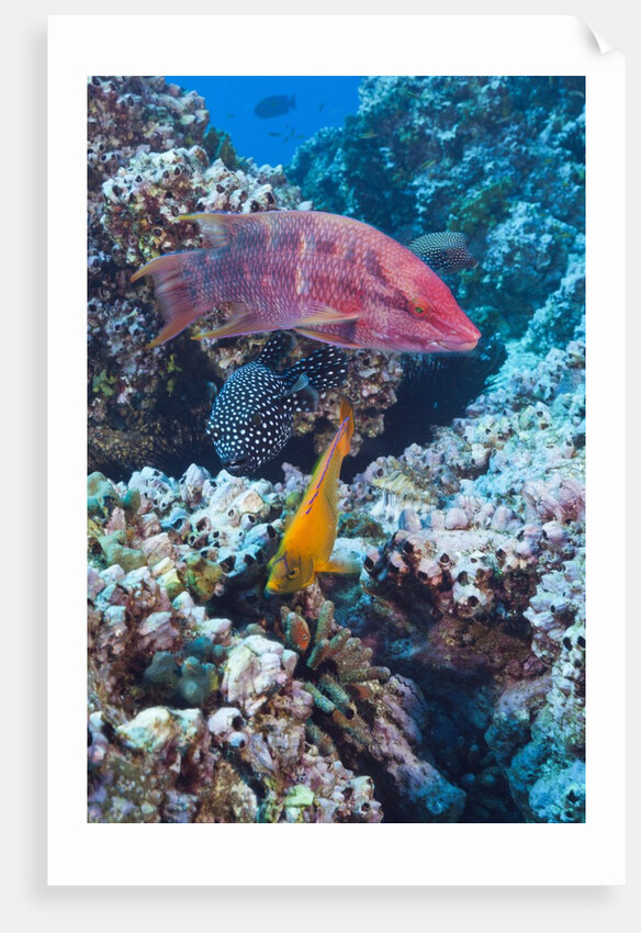 Mexican Hogfish (Bodianus diplotaenia), Clarion Angelfish (Holacanthus clarionensis) and Guineafowl Puffer (Arothron meleagris) by Anonymous