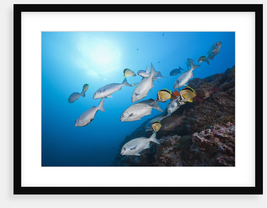 Blue-bronze Sea Chub school (Kyphosus analogus) at cleaning station by Anonymous
