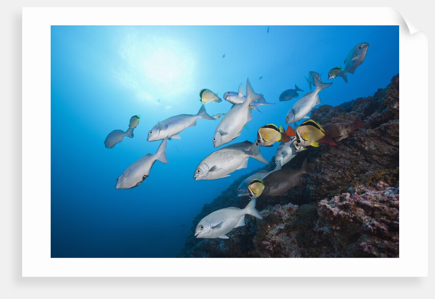 Blue-bronze Sea Chub school (Kyphosus analogus) at cleaning station by Anonymous