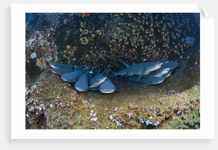 Whitetip Reef Shark school resting (Triaenodon obesus) by Anonymous