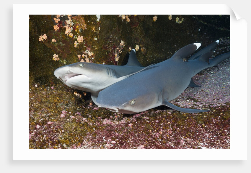 Whitetip Reef Shark (Triaenodon obesus) by Anonymous
