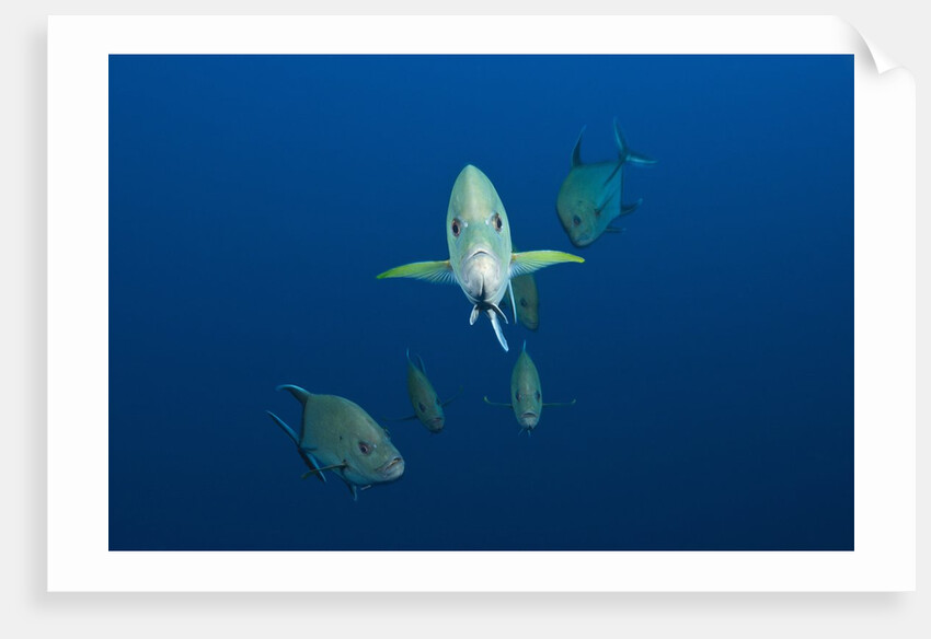 Black Trevally (Caranx lugubris) by Anonymous