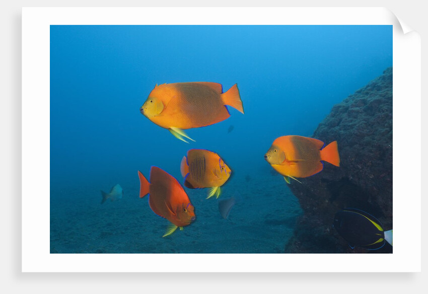 Clarion Angelfish (Holacanthus clarionensis) by Anonymous