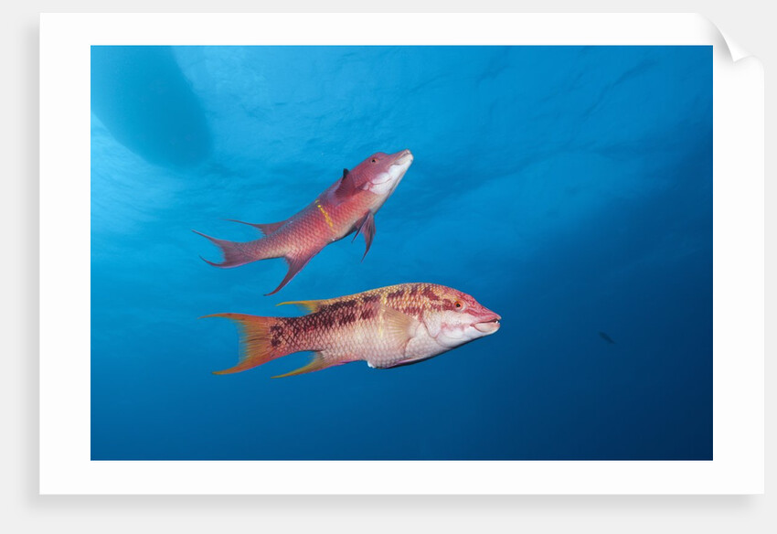 Mexican Hogfish (Bodianus diplotaenia) by Anonymous