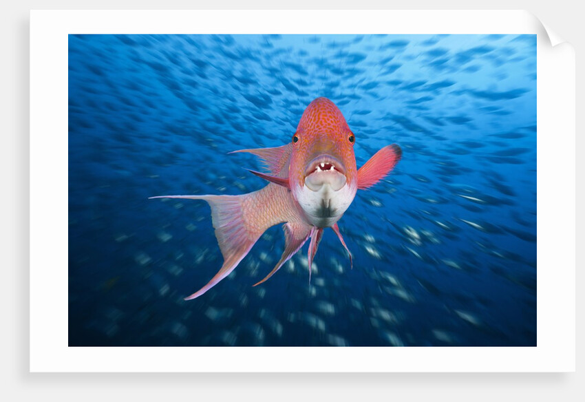 Mexican Hogfish (Bodianus diplotaenia) by Anonymous