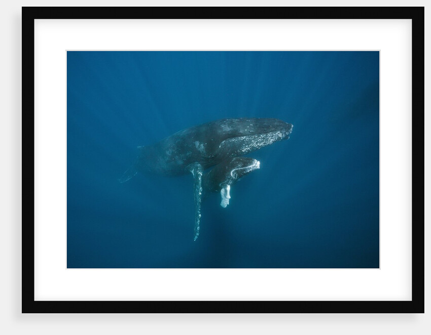 Humpback Whale female and calf (Megaptera novaeangliae) by Anonymous