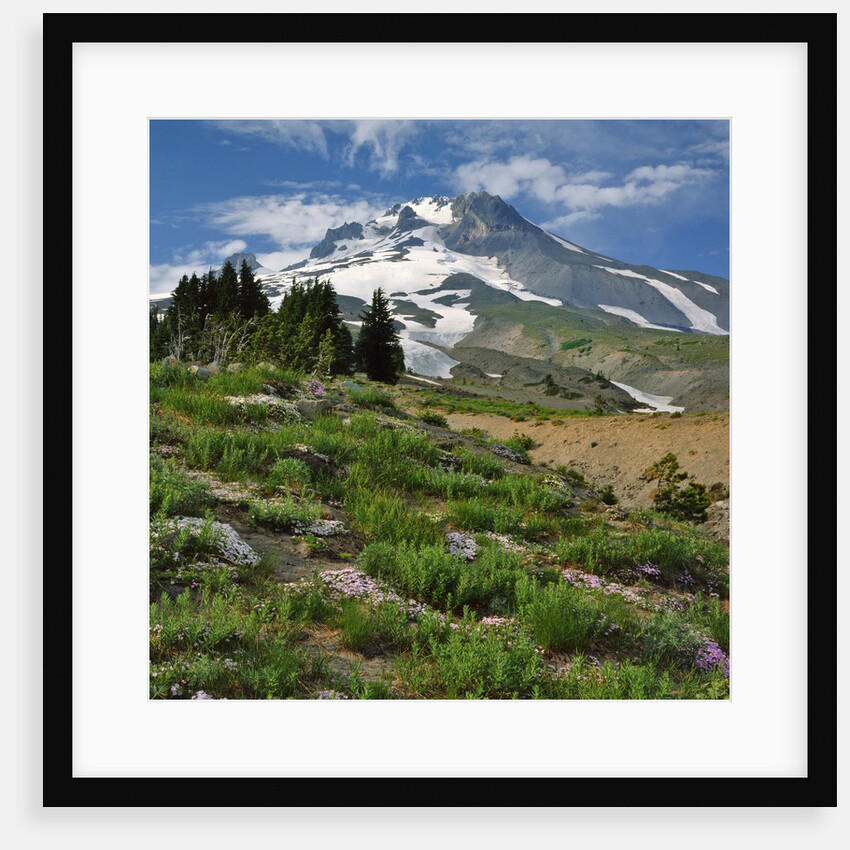 Phlox wildflowers & Mt. Hood by Anonymous
