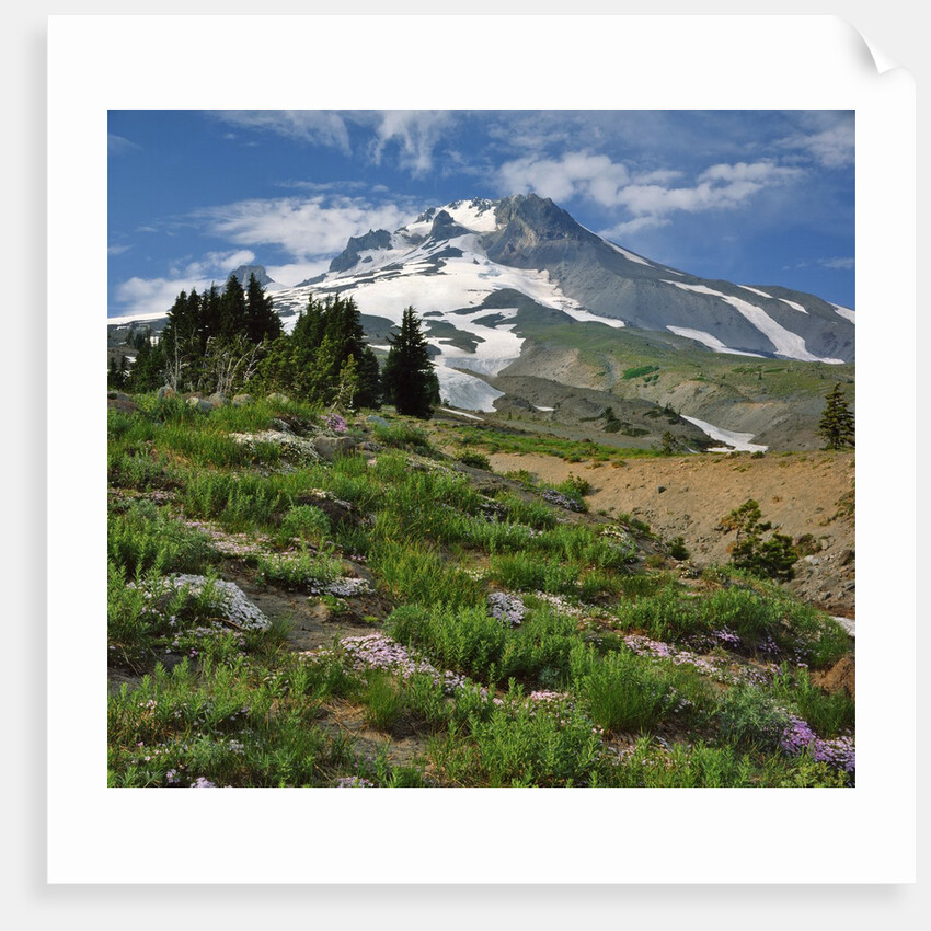 Phlox wildflowers & Mt. Hood by Anonymous