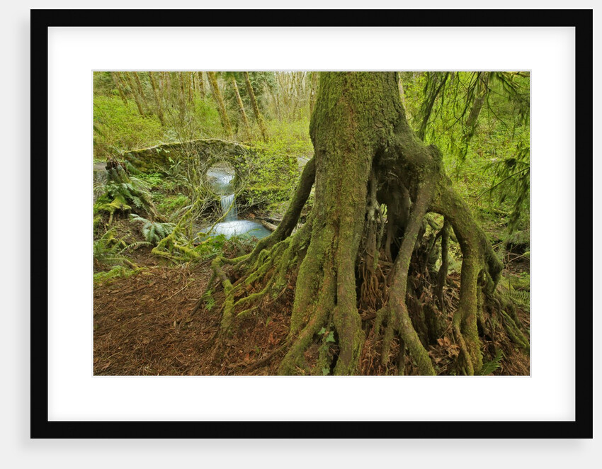 Cedar tree with exposed roots by Anonymous
