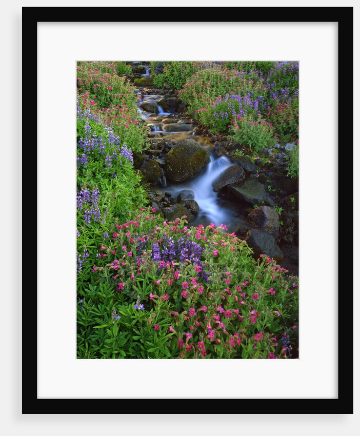 Elk Creek and wildflowers by Anonymous