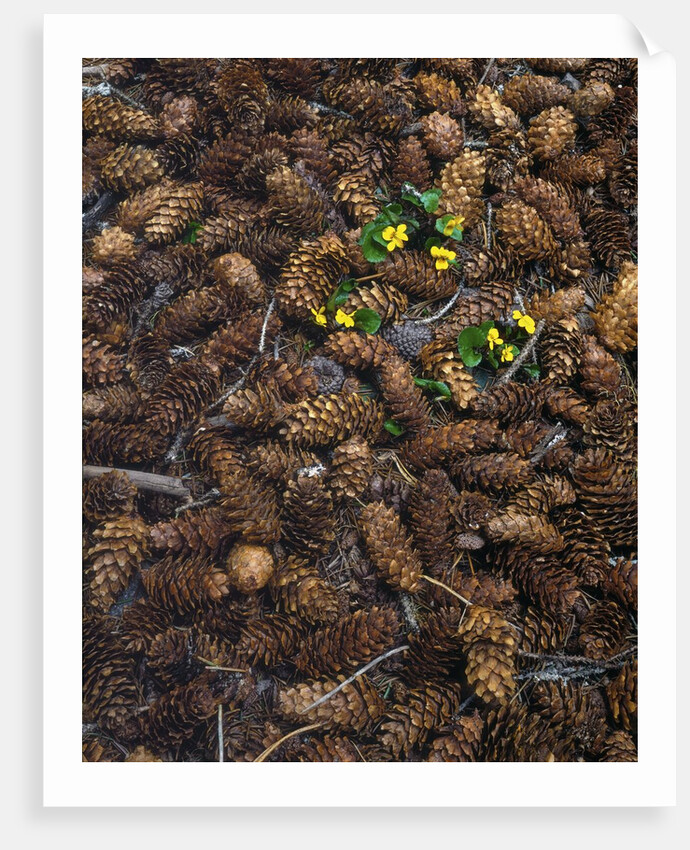 Wild violas and spruce cones by Anonymous
