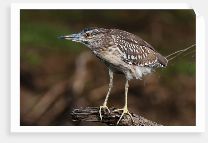 Squacco heron, Chobe National Park by Anonymous