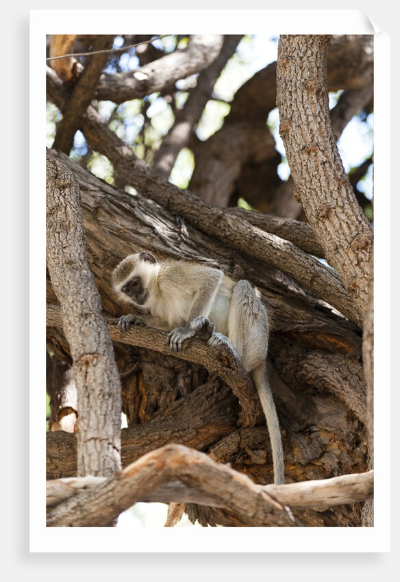 Vervet monkey, Chobe National Park by Anonymous