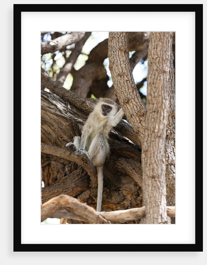 Vervet monkey, Chobe National Park by Anonymous