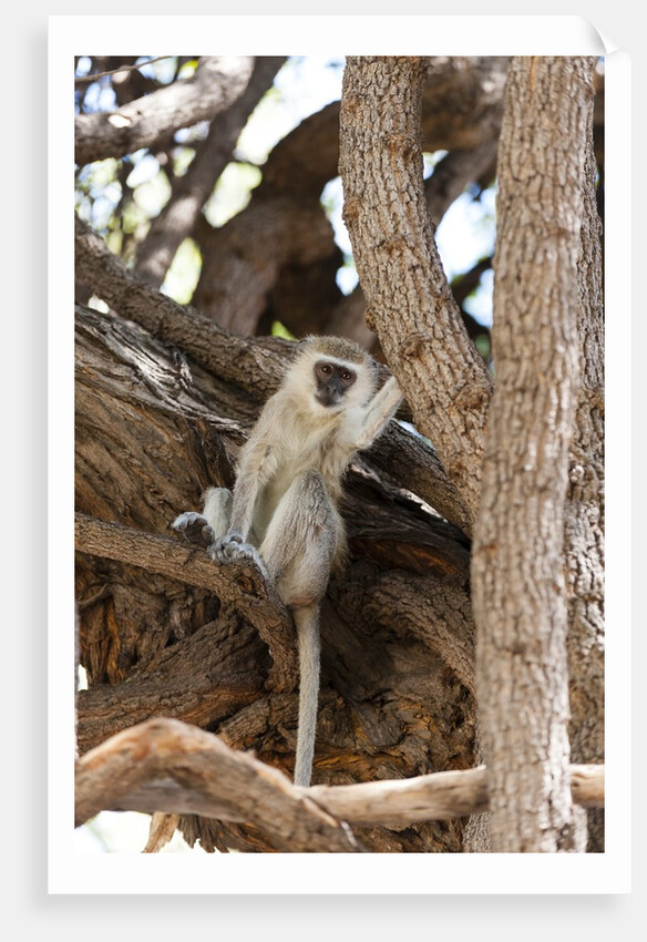 Vervet monkey, Chobe National Park by Anonymous