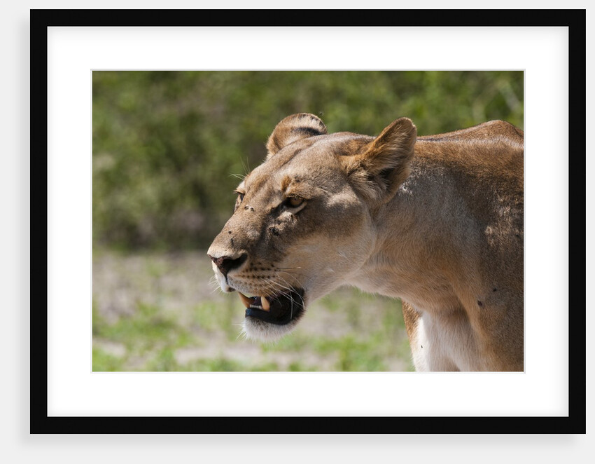Lioness, Chobe National Park, by Anonymous