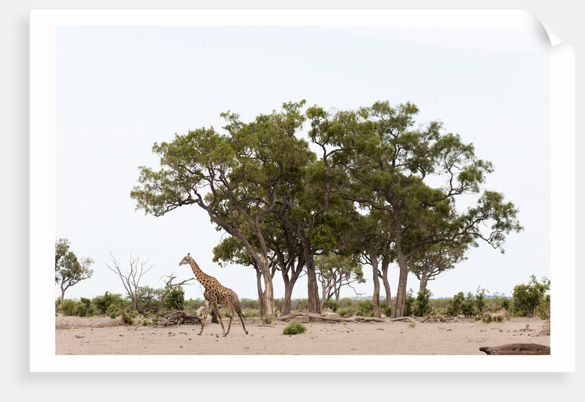 Southern giraffe, Savuti Marsh by Anonymous