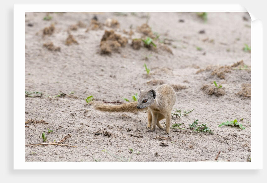 Slender mongoose, Savuti Marsh by Anonymous