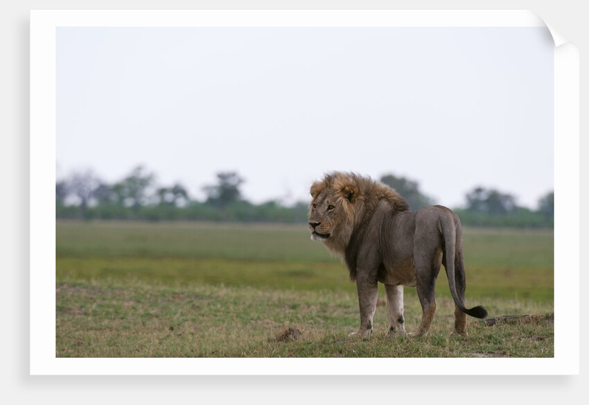 Male lion, Savuti Marsh by Anonymous