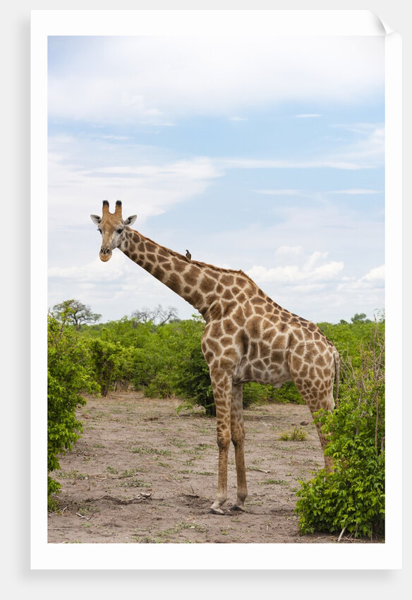 Southern giraffe, Okavango Delta by Anonymous