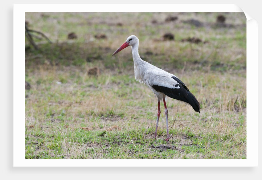 White stork, Okavango Delta by Anonymous