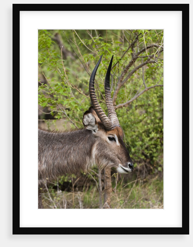 Waterbuck, Okavango Delta by Anonymous