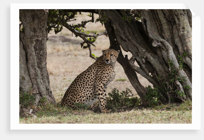 Cheetah, Masai Mara by Anonymous