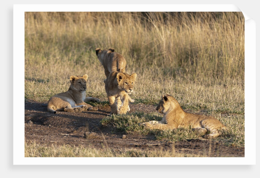 Lion cubs, Masai Mara by Anonymous