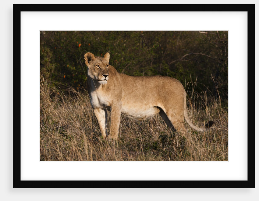 Lioness, Masai Mara by Anonymous