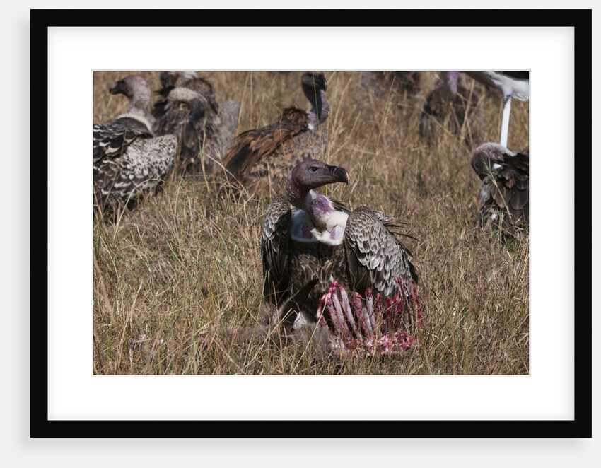 Vultures feeding on a carcass, by Anonymous