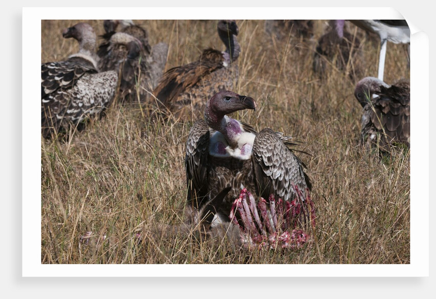 Vultures feeding on a carcass, by Anonymous