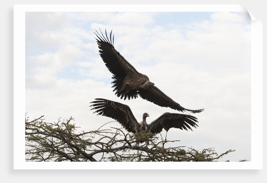 Vultures by Anonymous