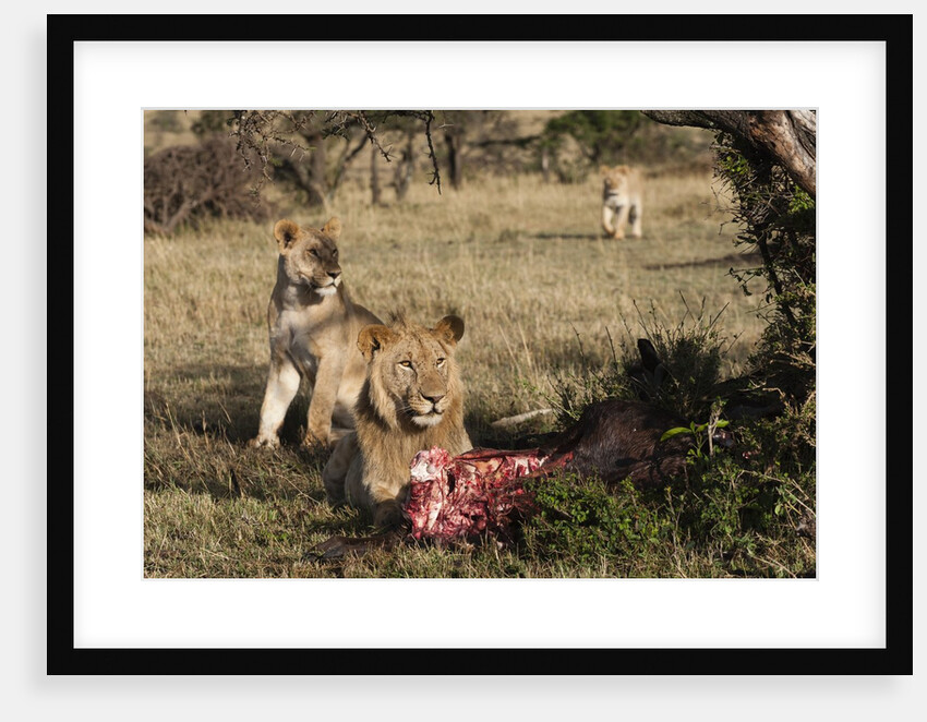 Lions feeding, Masai Mara, Kenya. by Anonymous