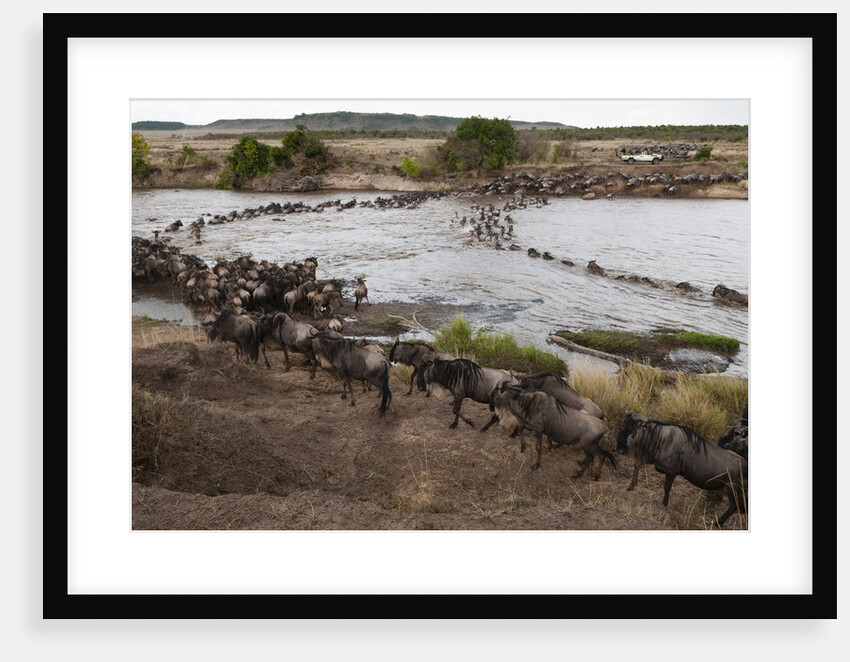 Wildebeest crossing the river Mara by Anonymous