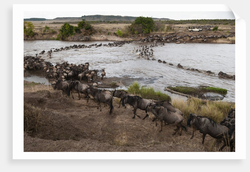 Wildebeest crossing the river Mara by Anonymous