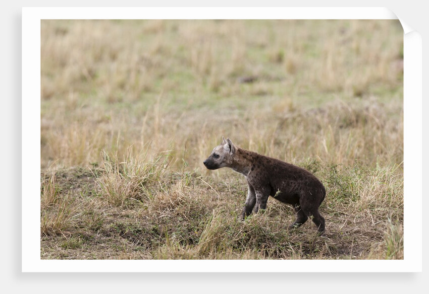 Spotted hyaena cub by Anonymous