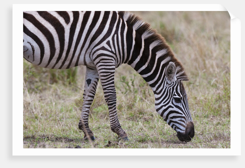 Plains zebra by Anonymous