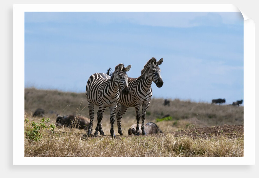 Plains zebras by Anonymous