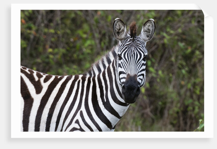 Plains zebra by Anonymous