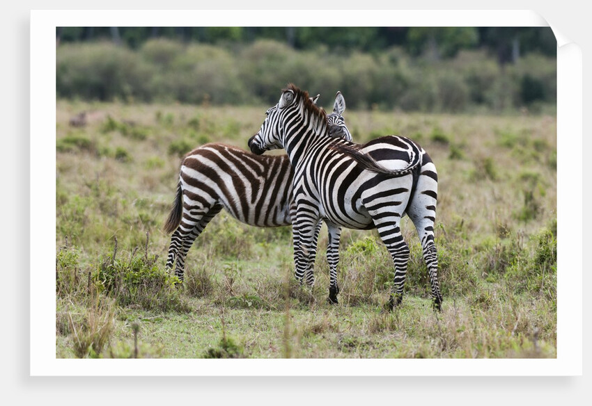 Plains zebras by Anonymous